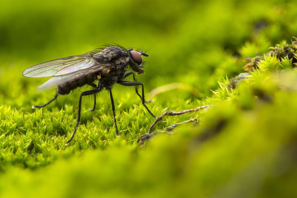 fly, insect, moss-4264943.jpg