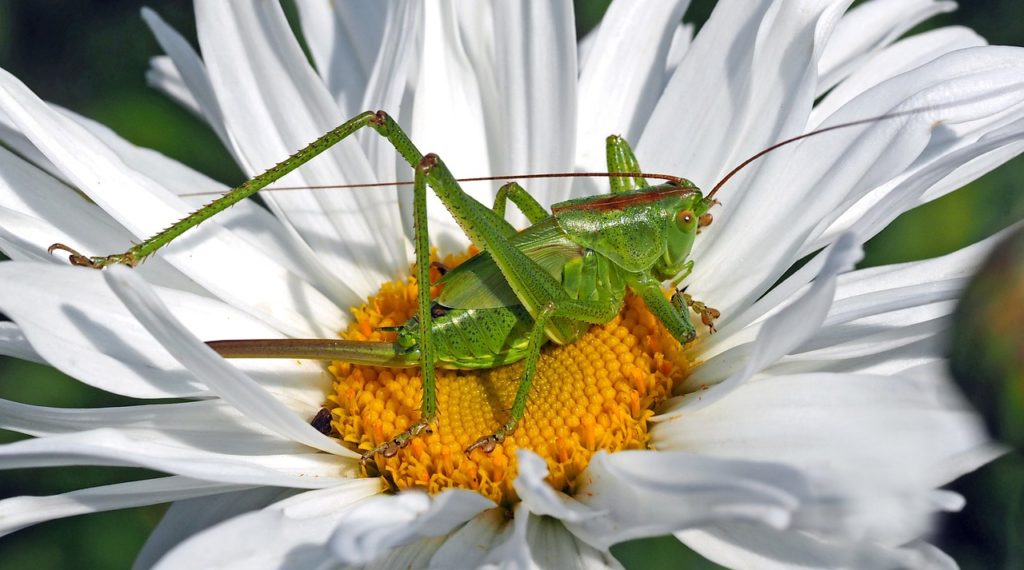 grasshopper, insect, flower wallpaper-1374695.jpg