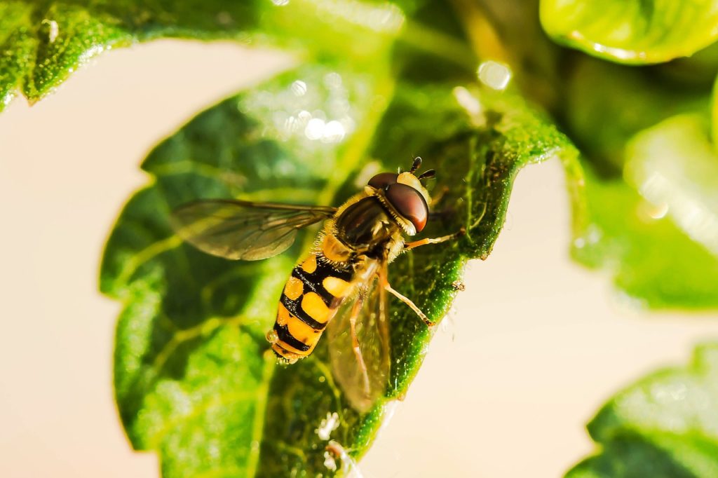 hoverfly, insect, leaf-1672677.jpg