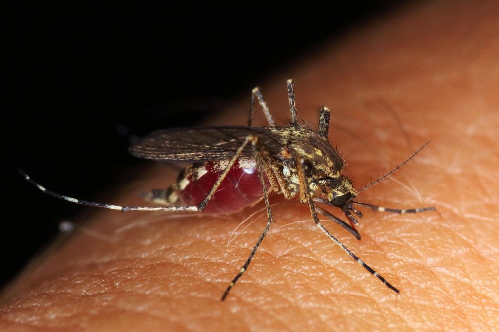 mosquito, biting, insect-4406812.jpg