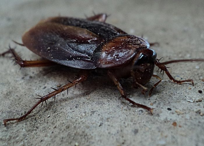 cockroach, beetle, pest-70295.jpg