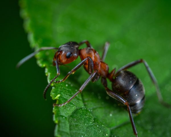 macro, insect, ant-3429627.jpg